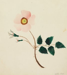 Wilde Rose