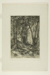 Ein Wald in Kalifornien