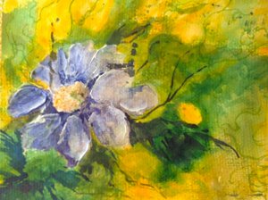 Clematis in der Abendsonne