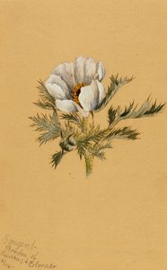 (Ohne Titel) (Blumenstudie)
