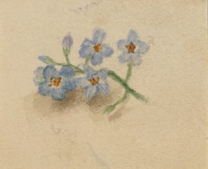 (Ohne Titel) von Mary Vaux Walcott