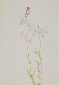 (Ohne Titel - Blumenstudie)
