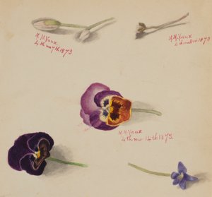 (Ohne Titel--Blumenstudie) von Mary Vaux Walcott