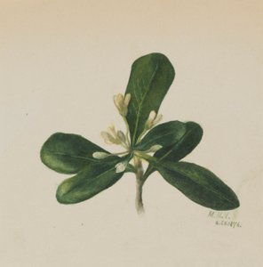 (Ohne Titel--Blumenstudie)