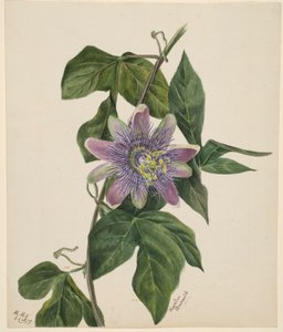 Ohne Titel (Blumenstudie)
