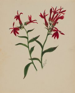 (Ohne Titel--Blumenstudie)