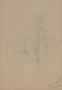 (Ohne Titel--Blumenstudie) von Mary Vaux Walcott