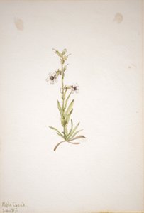 (Ohne Titel--Pflanzenstudie) von Mary Vaux Walcott