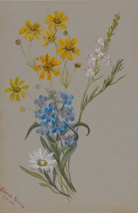 (Ohne Titel, Gruppe von Blumen) von Mary Vaux Walcott