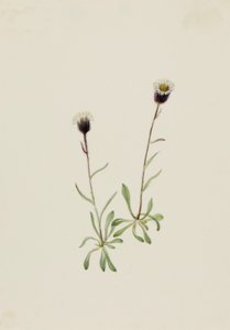 Aleutischer Flohblume Erigeron unalaschensis von Mary Vaux Walcott