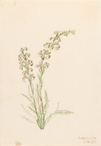 Alpines Farnleben (Pedicularis contorta)