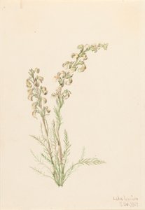 Alpen-Farnkraut Pedicularis contorta, 1907