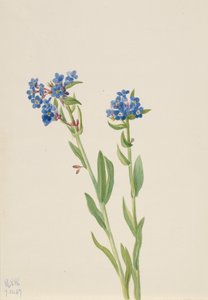 Alpen-Vergissmeinnicht Myosotis alpestris, 1937 von Mary Vaux Walcott