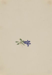 Alpen-Glockenblume (Campanula lasiocarpa) von Mary Vaux Walcott