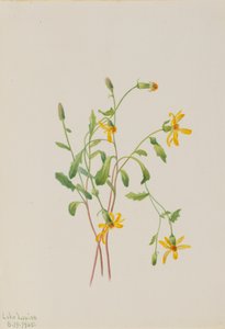 Alpen-Greiskraut Senecio species, 1905 von Mary Vaux Walcott