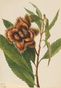 Amerikanische Kastanie (Castanea dentata) von Mary Vaux Walcott