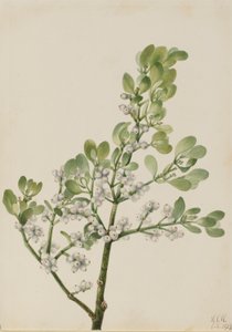 Amerikanische Mistel (Phoradendron flavescens)