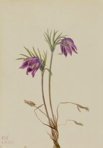 Amerikanische Küchenschelle Pulsatilla ludoviciana, 1922