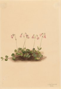 Amerikanische Zwillingblume