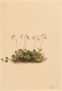 Amerikanische Zwillingblume Linnaea borealis americana, 1902
