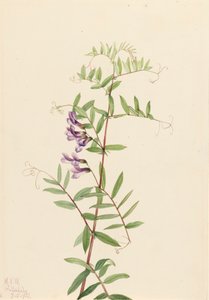 Amerikanische Wicke Vicia americana, 1922