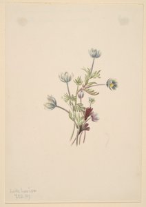 Anemone (Anemone drummondii)