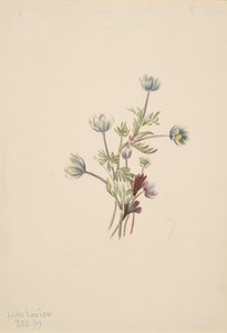 Anemone Anemone drummondii, 1907