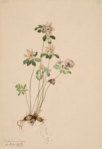 Anemonella Syndesmon thalictroides, 1917