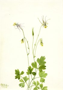 Aquilegia ecalcarata von Mary Vaux Walcott