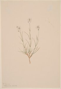 Arenaria formosa