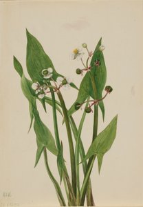 Arum Pfeilblatt Sagittaria cuneata