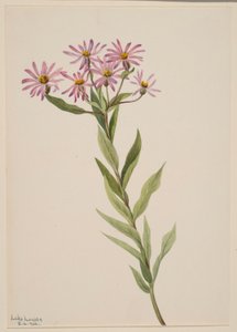 Aster Engelmann von Mary Vaux Walcott