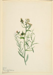 Bastard-Toadflax (Comandra pallida) von Mary Vaux Walcott