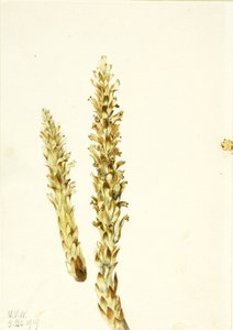 Bärenmais (Conopholis americana) von Mary Vaux Walcott
