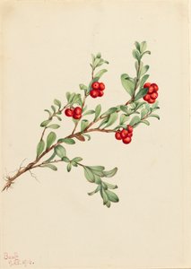 Bärentraube Arctostaphylos uva-ursi, 1916