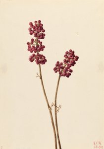 Schönheitsbeere (Callicarpa americana) von Mary Vaux Walcott