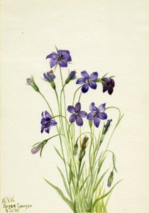 Glockenblume (Campanula) von Mary Vaux Walcott