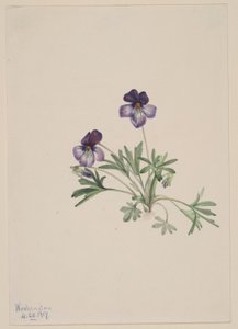 Vogel-Fuß-Veilchen (Viola pedata) von Mary Vaux Walcott