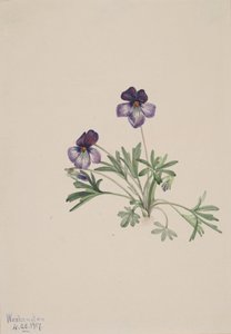 Vögelfuß-Veilchen Viola pedata, 1917