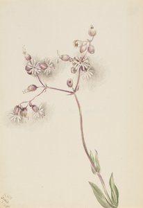 Blasenkraut Silene latifolia