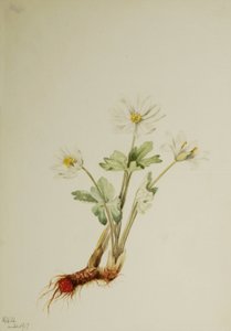 Blutwurz Sanguinaria canadensis, 1917