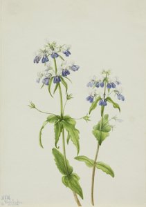 Blauäugige Mary (Collinsia verna)