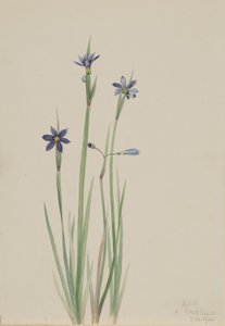 Blaue Augenlilie (Sisyrinchium angustifolium) von Mary Vaux Walcott