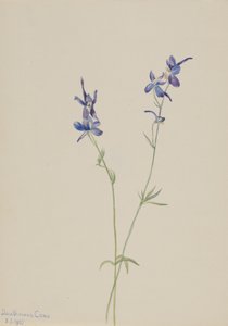Blauer Rittersporn (Delphinium nuttallianum) von Mary Vaux Walcott