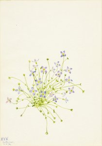 Bluets (Houstonia serpyllifolia) von Mary Vaux Walcott