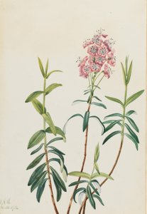 Sumpf-Kalmie (Kalmia polifolia)
