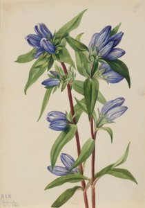 Flaschenenzian (Gentiana saponaria)
