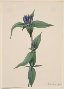 Flaschen-Enzian Gentiana saponaria, 1905 von Mary Vaux Walcott