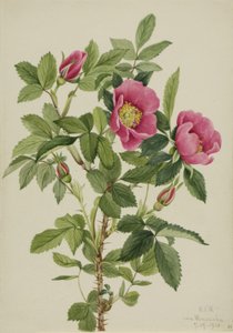 Bourgeau-Rose (Rosa bourgeauiana)