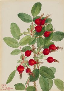Bourgeau-Rose Rosa bourgeauiana, 1923